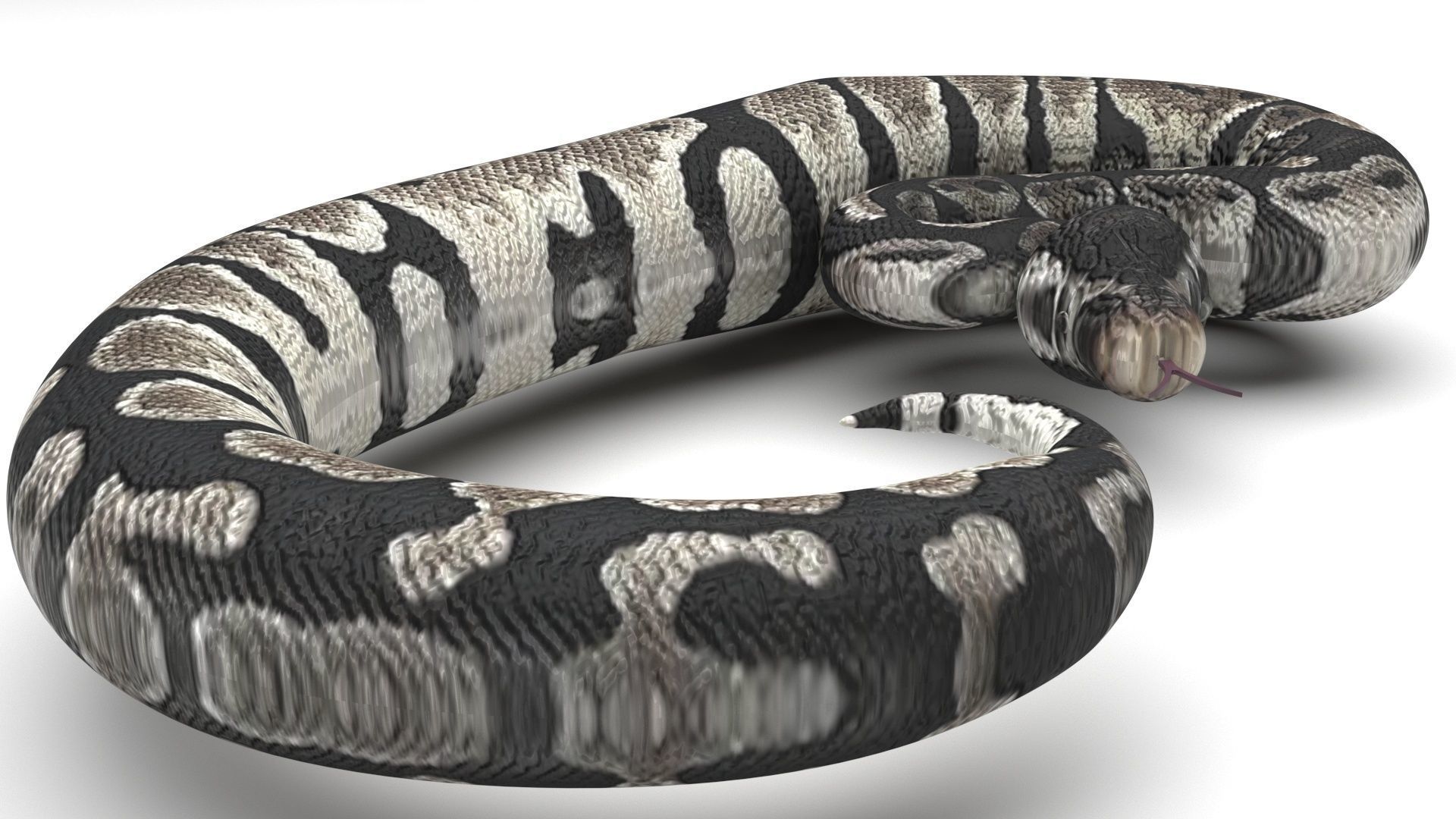 Axanthic Ball Python Snake 3D model_4