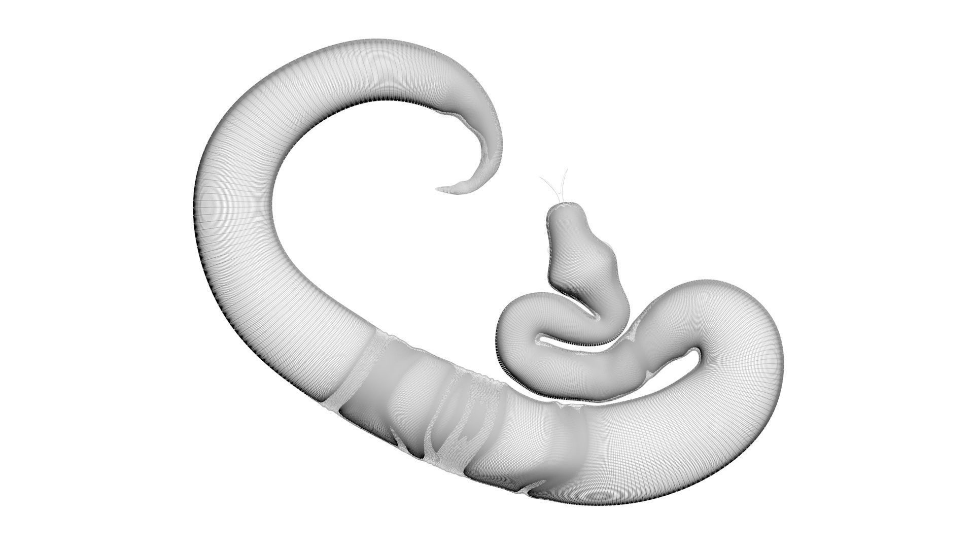 Axanthic Ball Python Snake 3D model_26