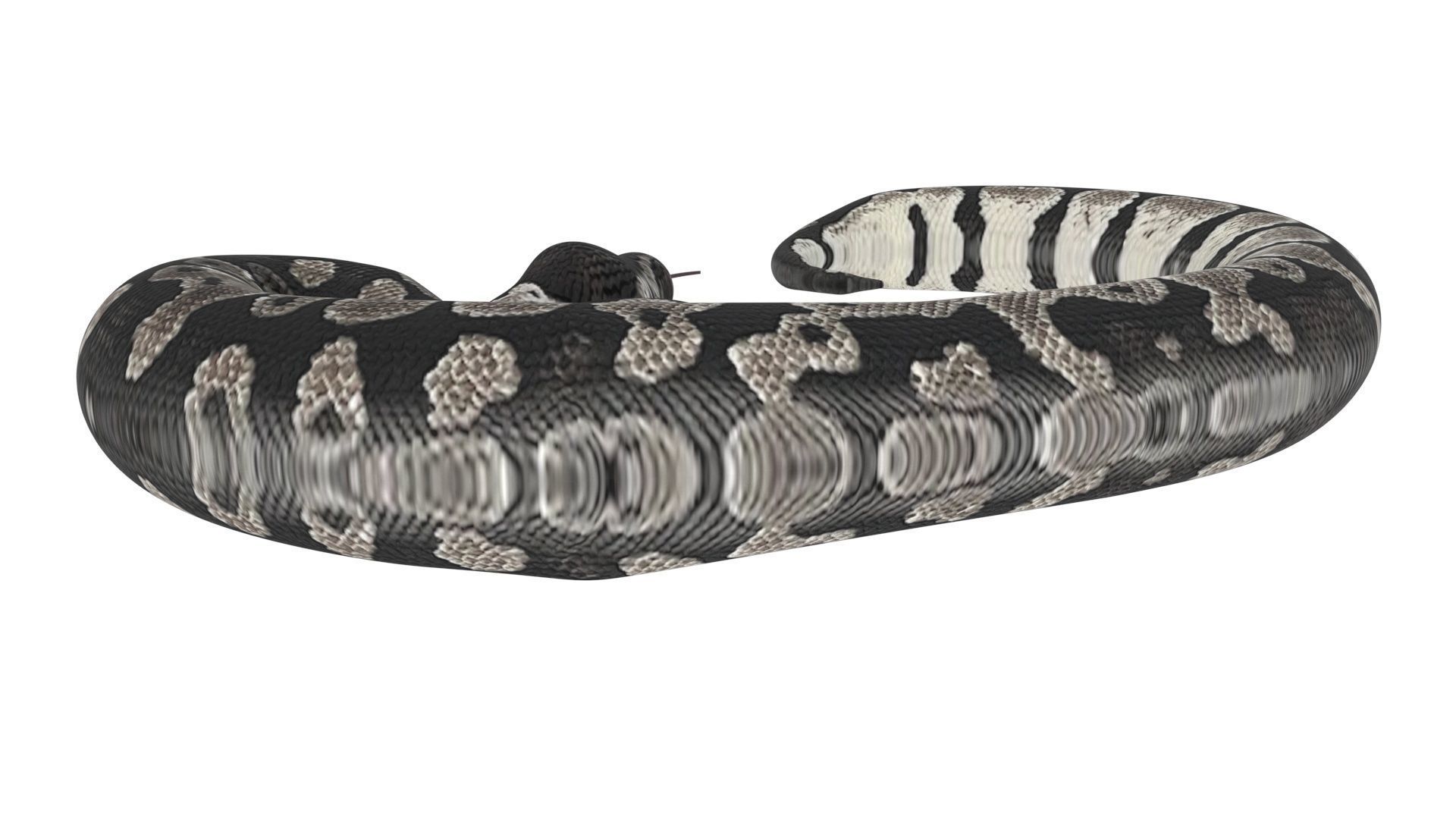 Axanthic Ball Python Snake 3D model_10
