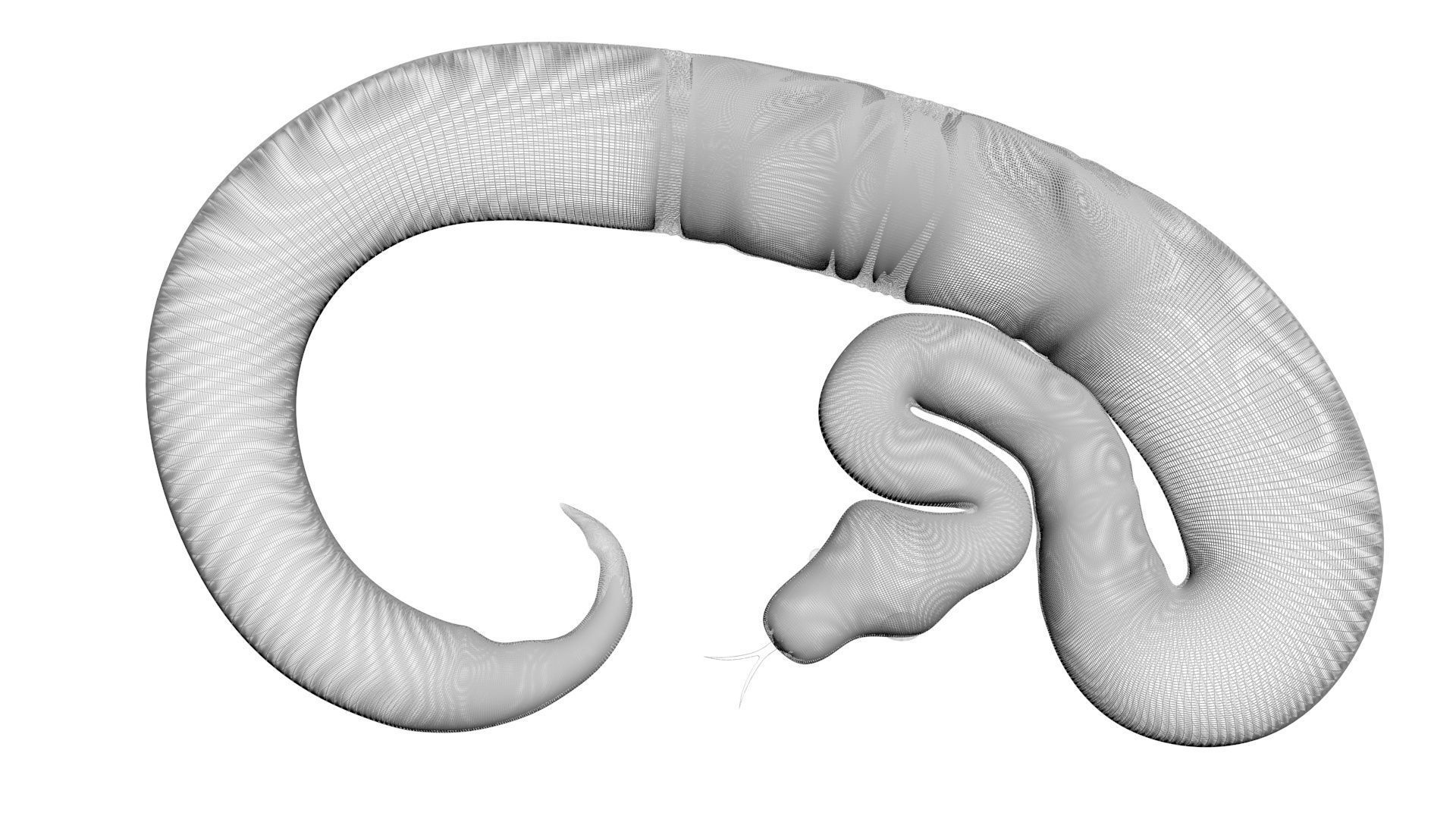 Axanthic Ball Python Snake 3D model_20