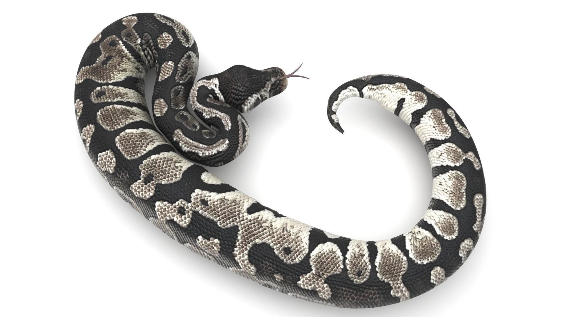 Axanthic Ball Python Snake 3D model_3