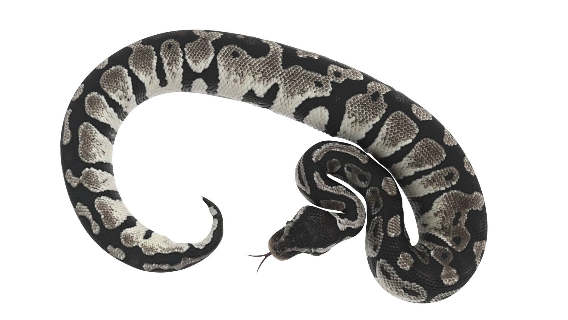Axanthic Ball Python Snake 3D model_9