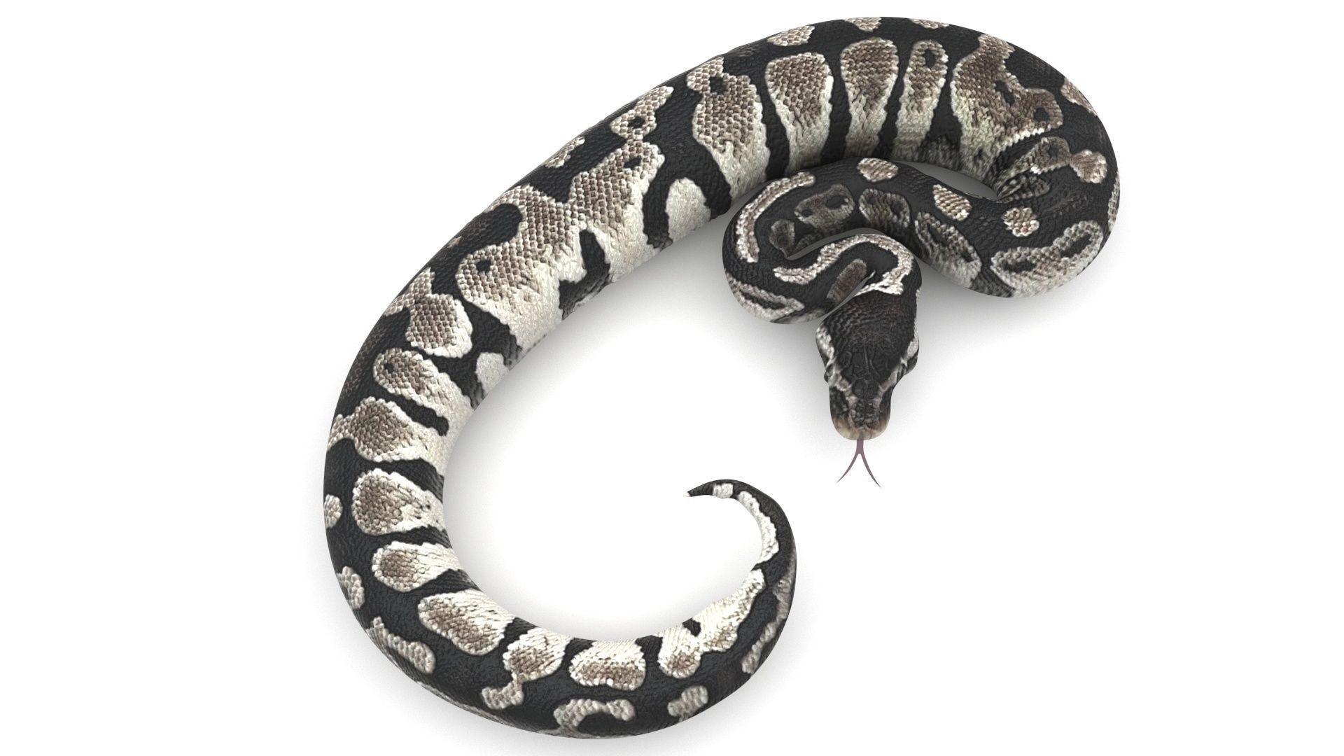 Axanthic Ball Python Snake 3D model_5