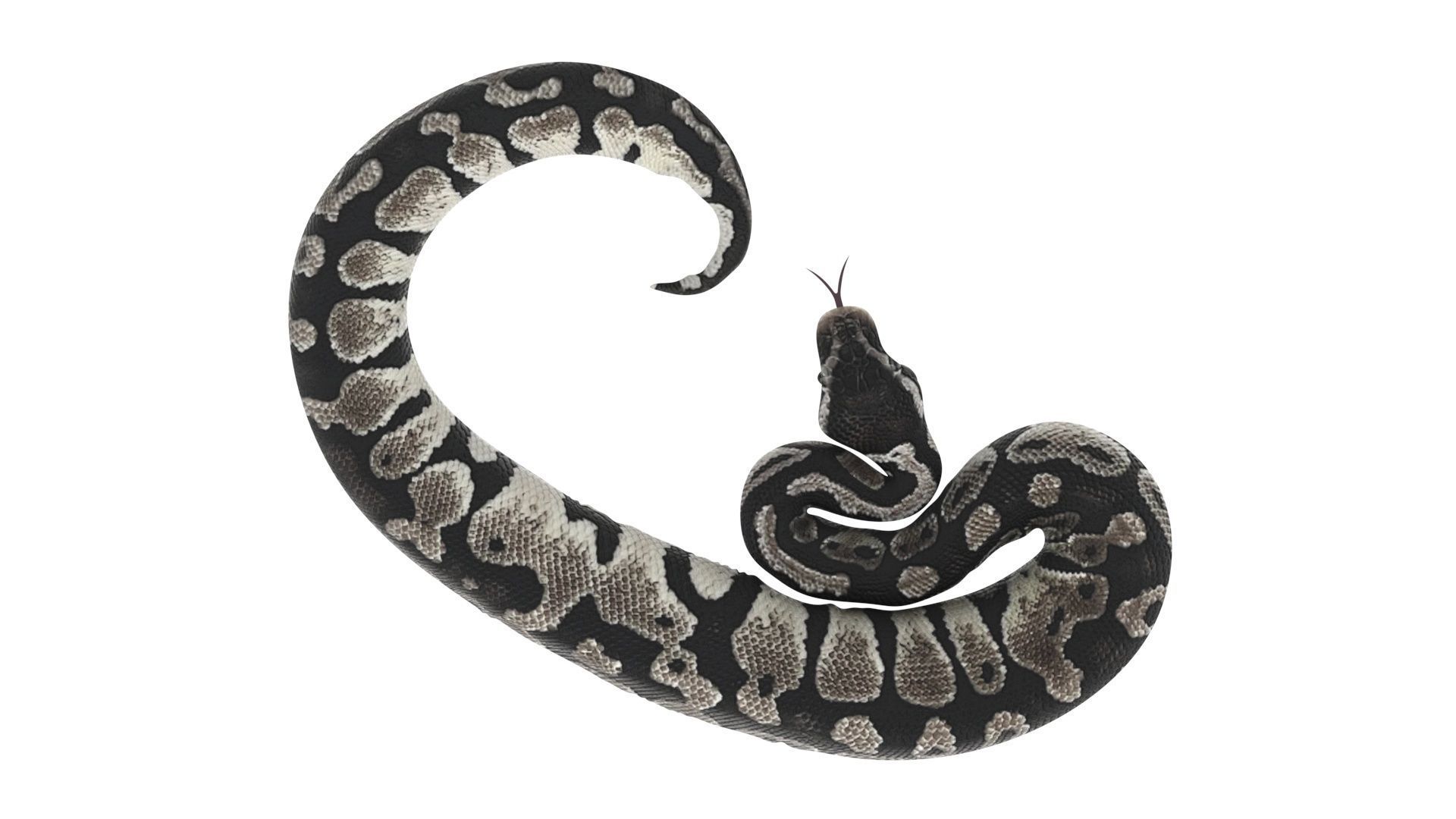 Axanthic Ball Python Snake 3D model_16