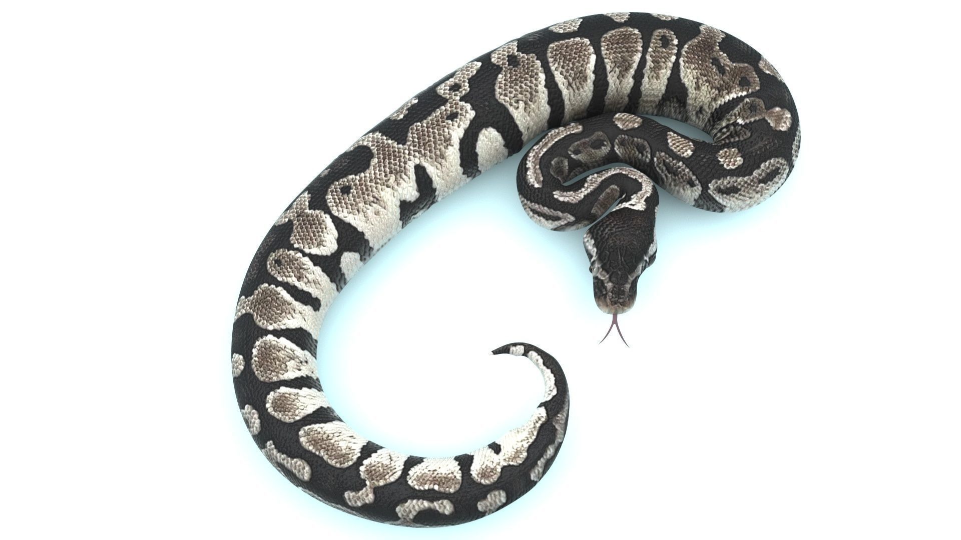 Axanthic Ball Python Snake 3D model_6