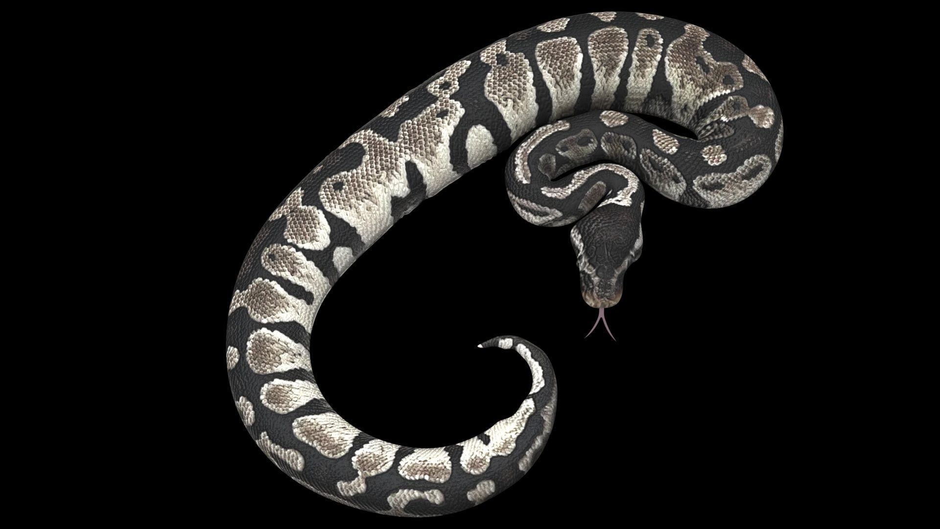 Axanthic Ball Python Snake 3D model_7