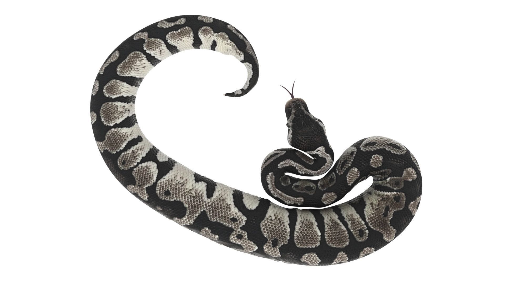 Axanthic Ball Python Snake 3D model_12