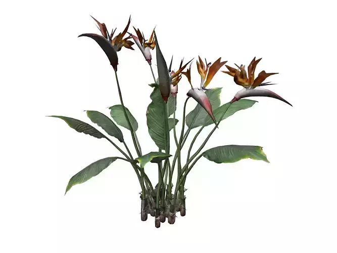 Bird of Paradise Flower - 01 -