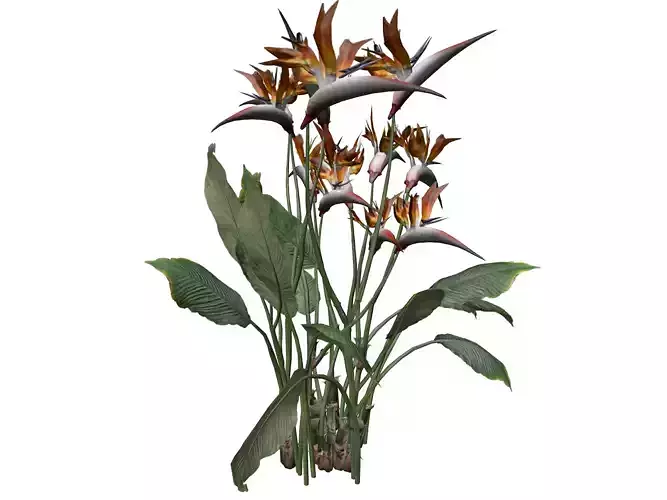 Bird of Paradise Flower - 02 -