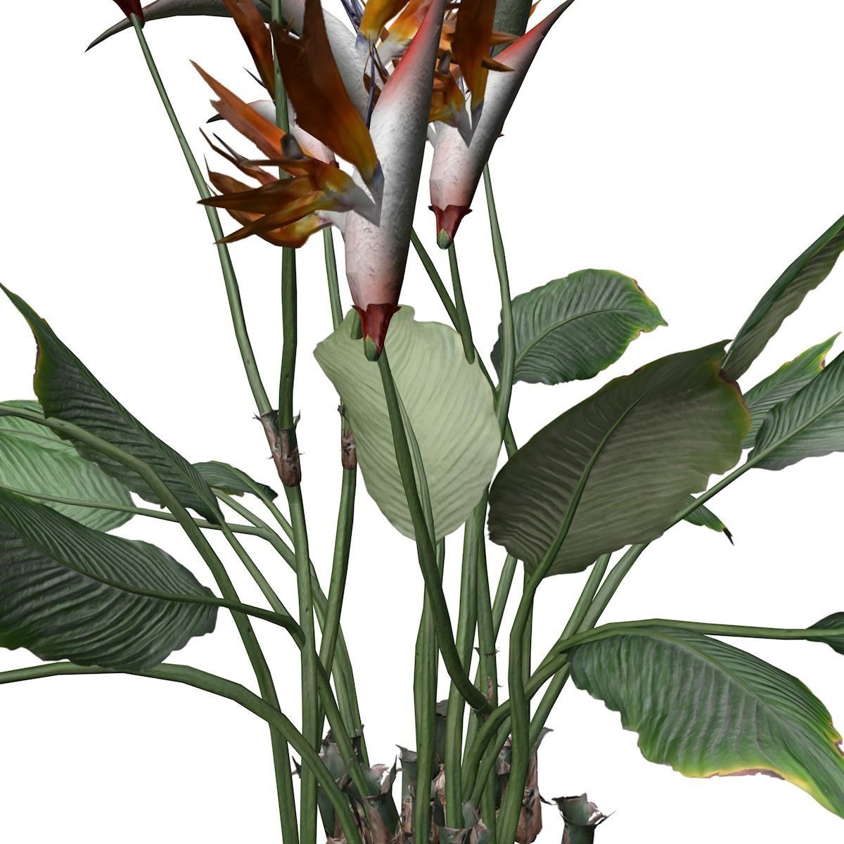 Bird of Paradise Flower - 03 - 3D model_3