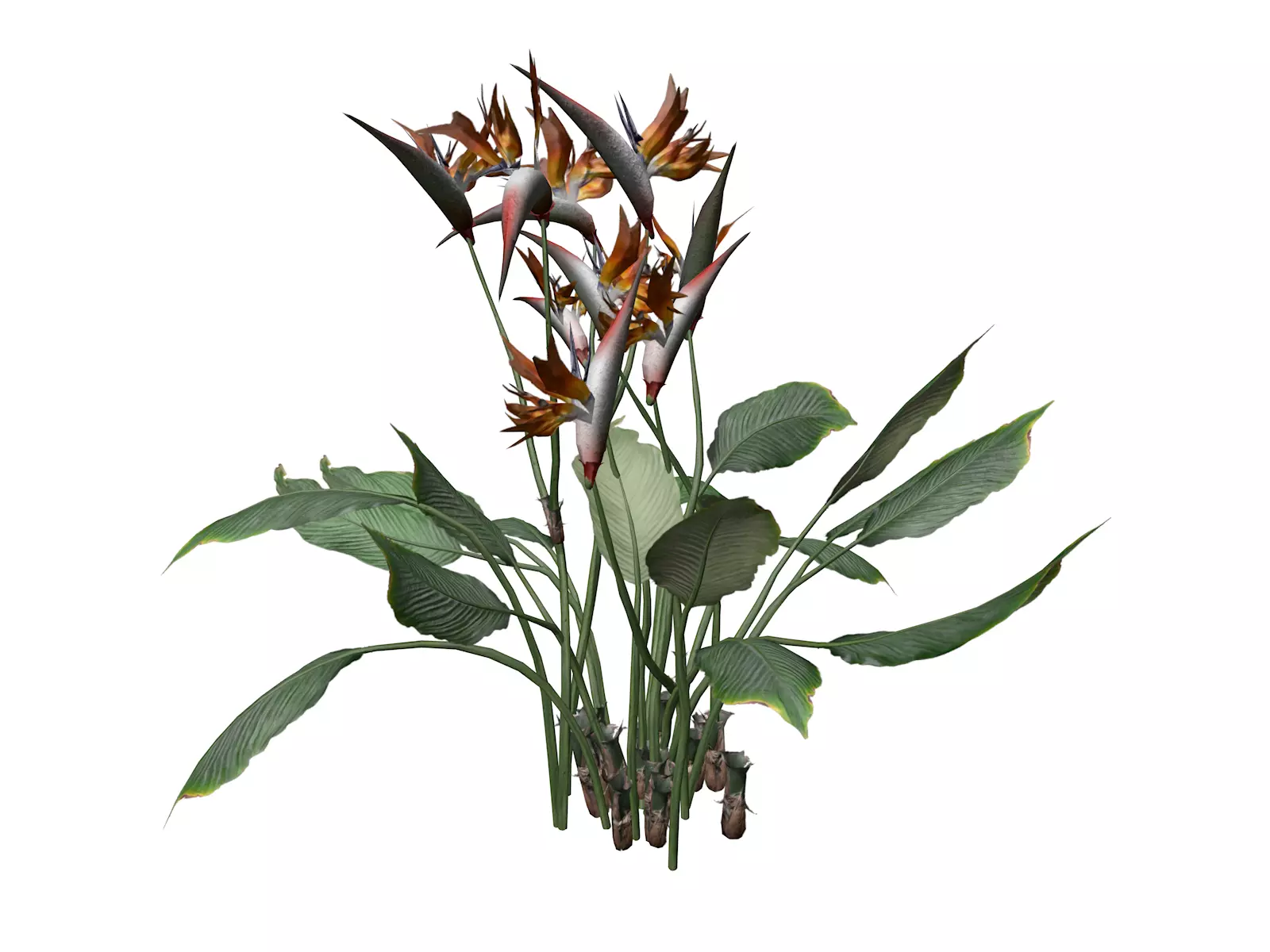Bird of Paradise Flower - 03 - 3D model_0