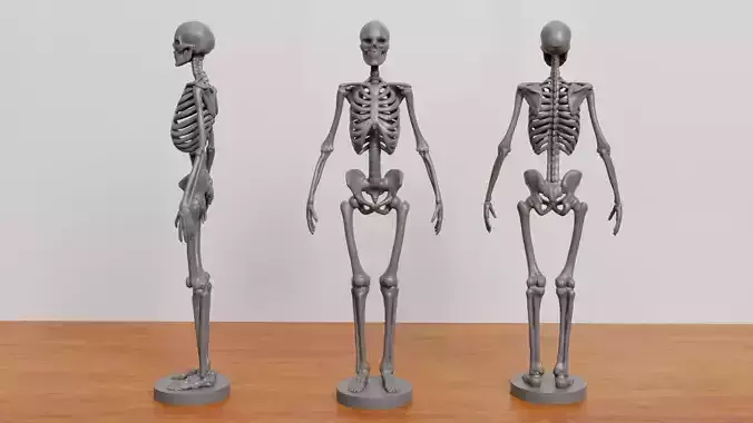 Skeleton 3D print model