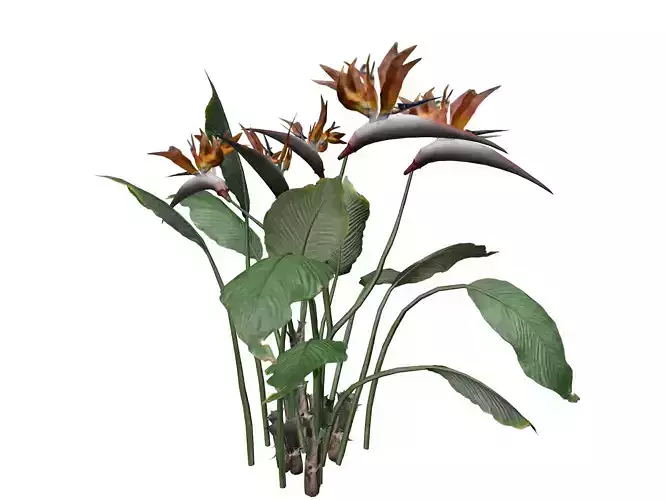 Bird of Paradise Flower - 04 -