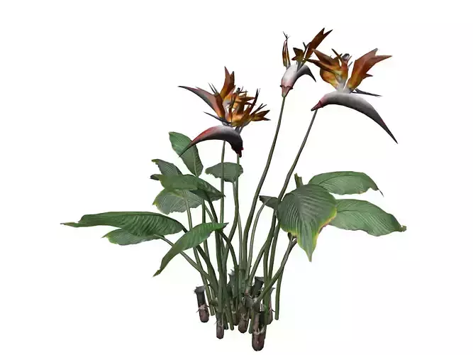 Bird of Paradise Flower - 05 -