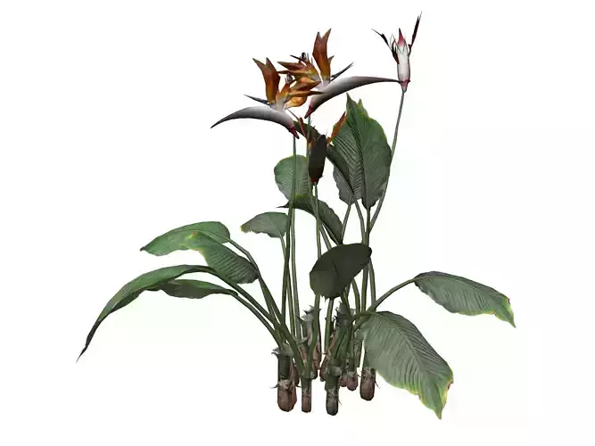 Bird of Paradise Flower - 06 -