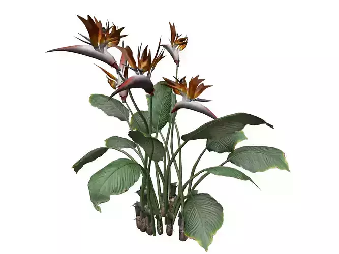 Bird of Paradise Flower - 07 -