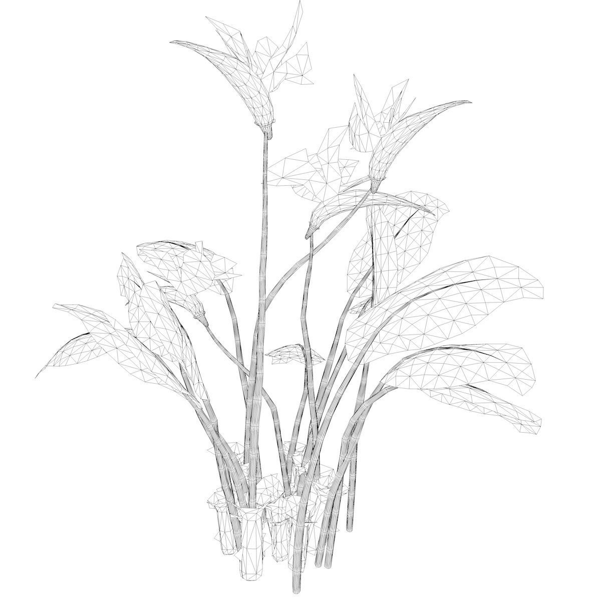 Bird of Paradise Flower - 08 - 3D model_2