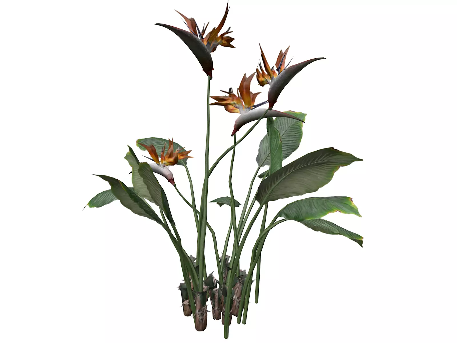 Bird of Paradise Flower - 08 - 3D model_0