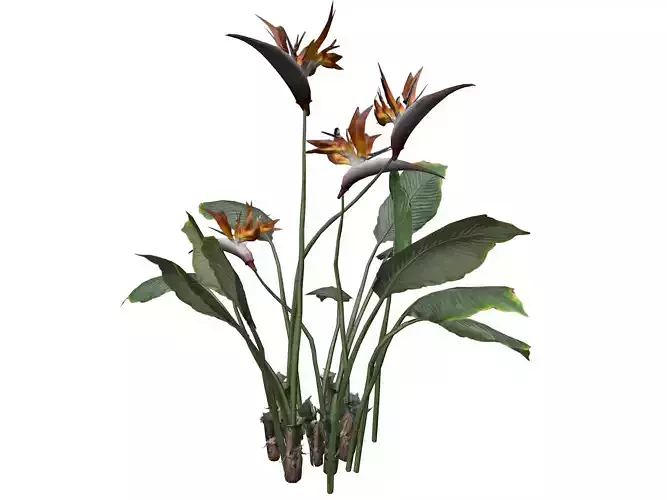 Bird of Paradise Flower - 08 -