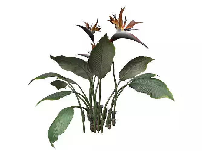 Bird of Paradise Flower - 09 -