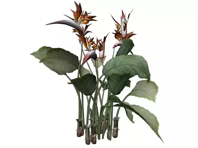 Bird of Paradise Flower - 10 -