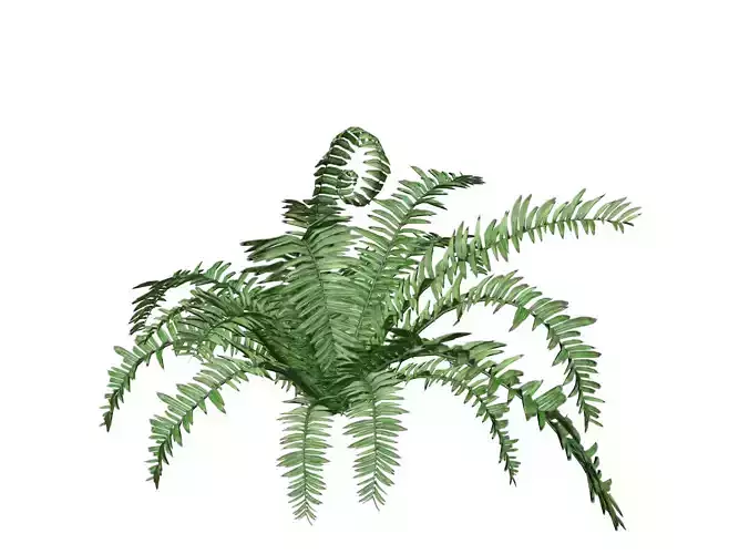 Boston Fern Plant - 01 -
