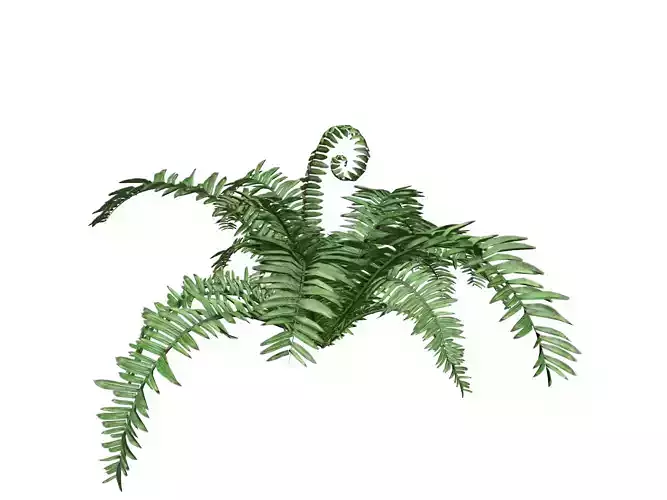 Boston Fern Plant - 02 -