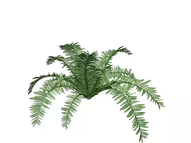 Boston Fern Plant - 03 -