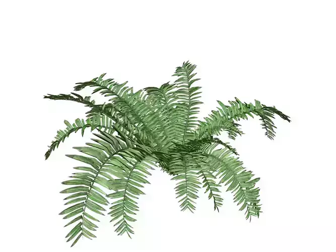 Boston Fern Plant - 04 -