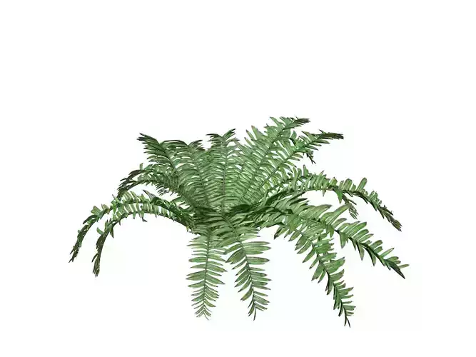 Boston Fern Plant - 05 -