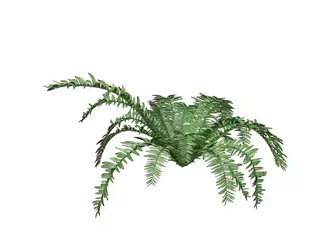 Boston Fern Plant - 06 -