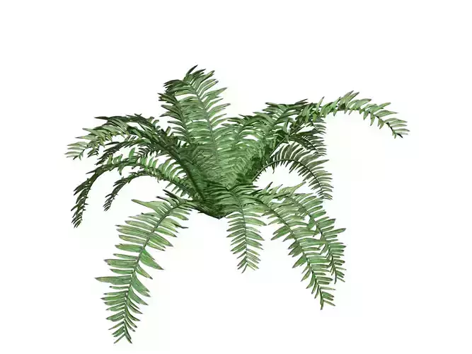 Boston Fern Plant - 07 -