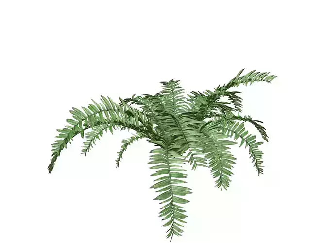 Boston Fern Plant - 08 -