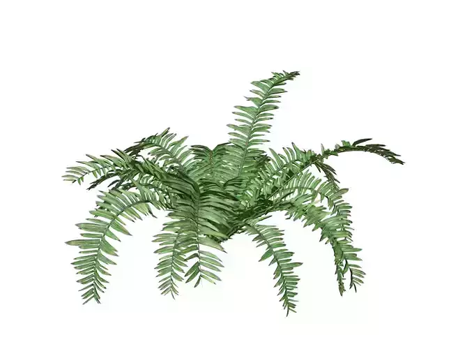 Boston Fern Plant - 09 -