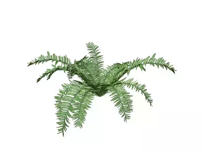 Boston Fern Plant - 10 -