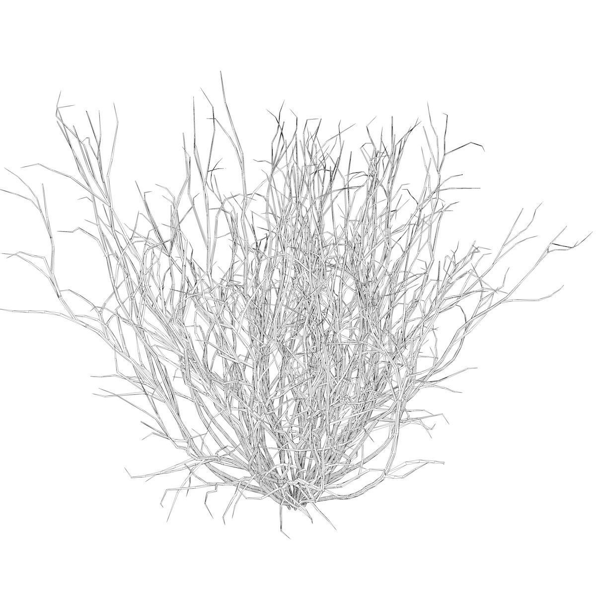 Broom Snakeweed  - 01 - 3D model_2