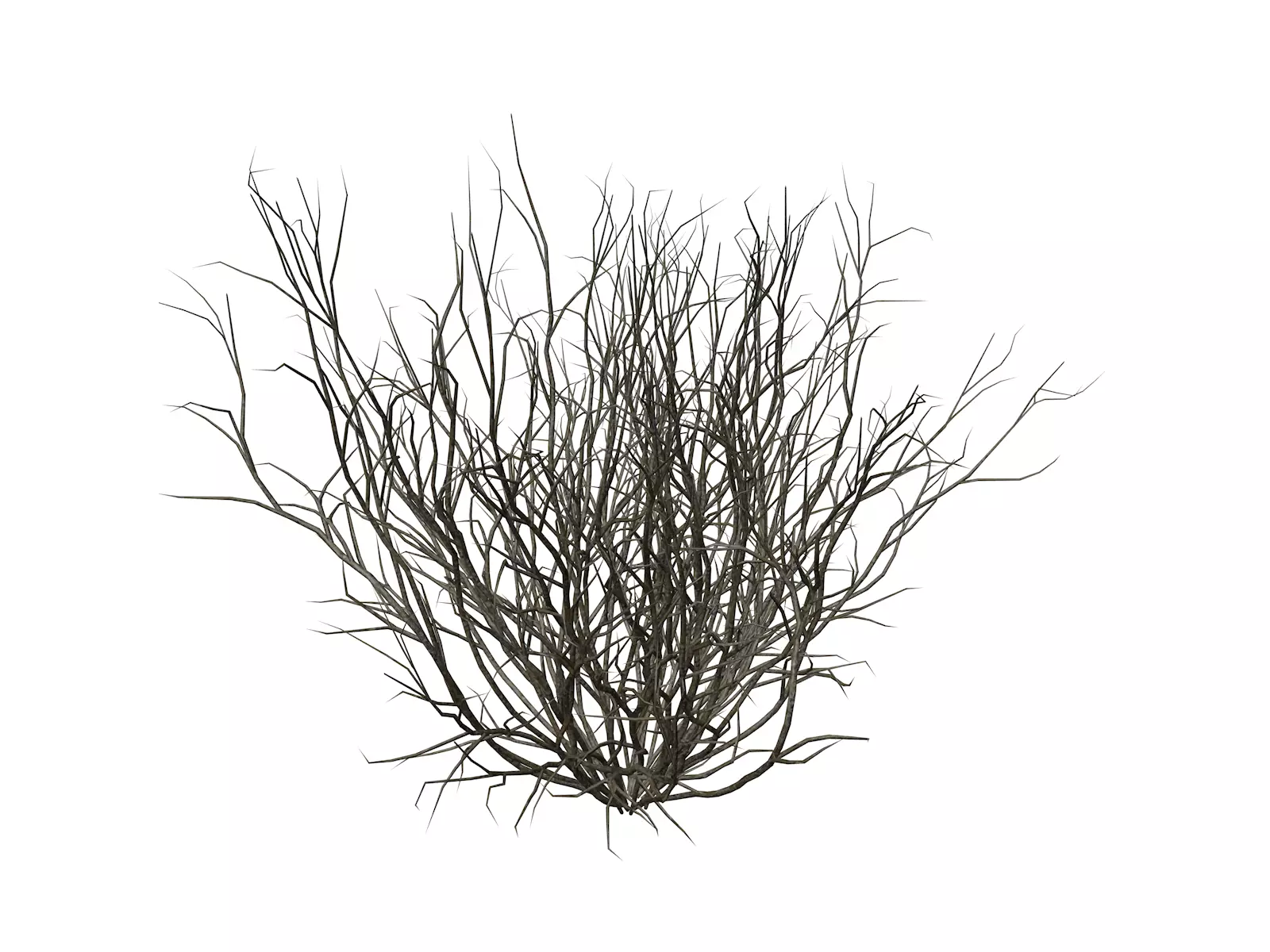 Broom Snakeweed  - 01 - 3D model_0