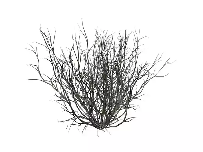 Broom Snakeweed  - 01 -