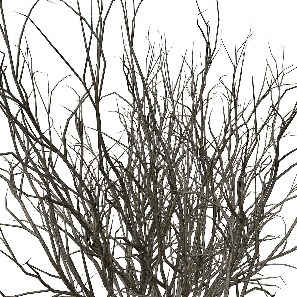 Broom Snakeweed  - 01 - 3D model_3
