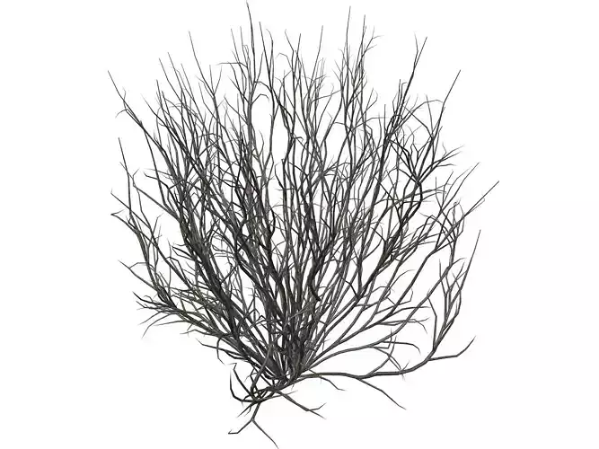 Broom Snakeweed  - 02 -