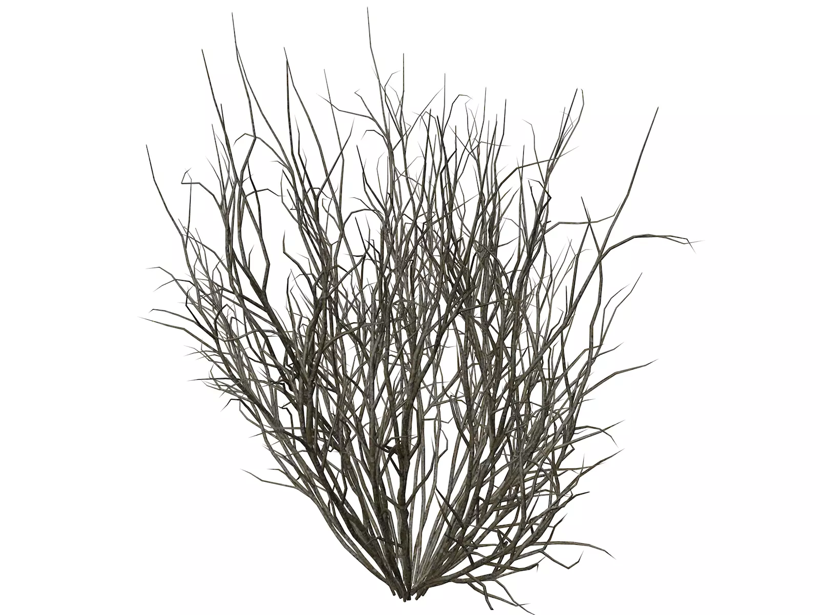 Broom Snakeweed  - 03 - 3D model_0