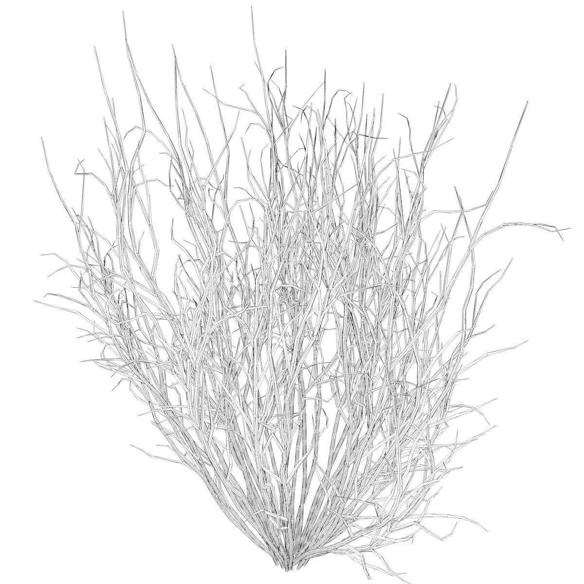 Broom Snakeweed  - 03 - 3D model_2