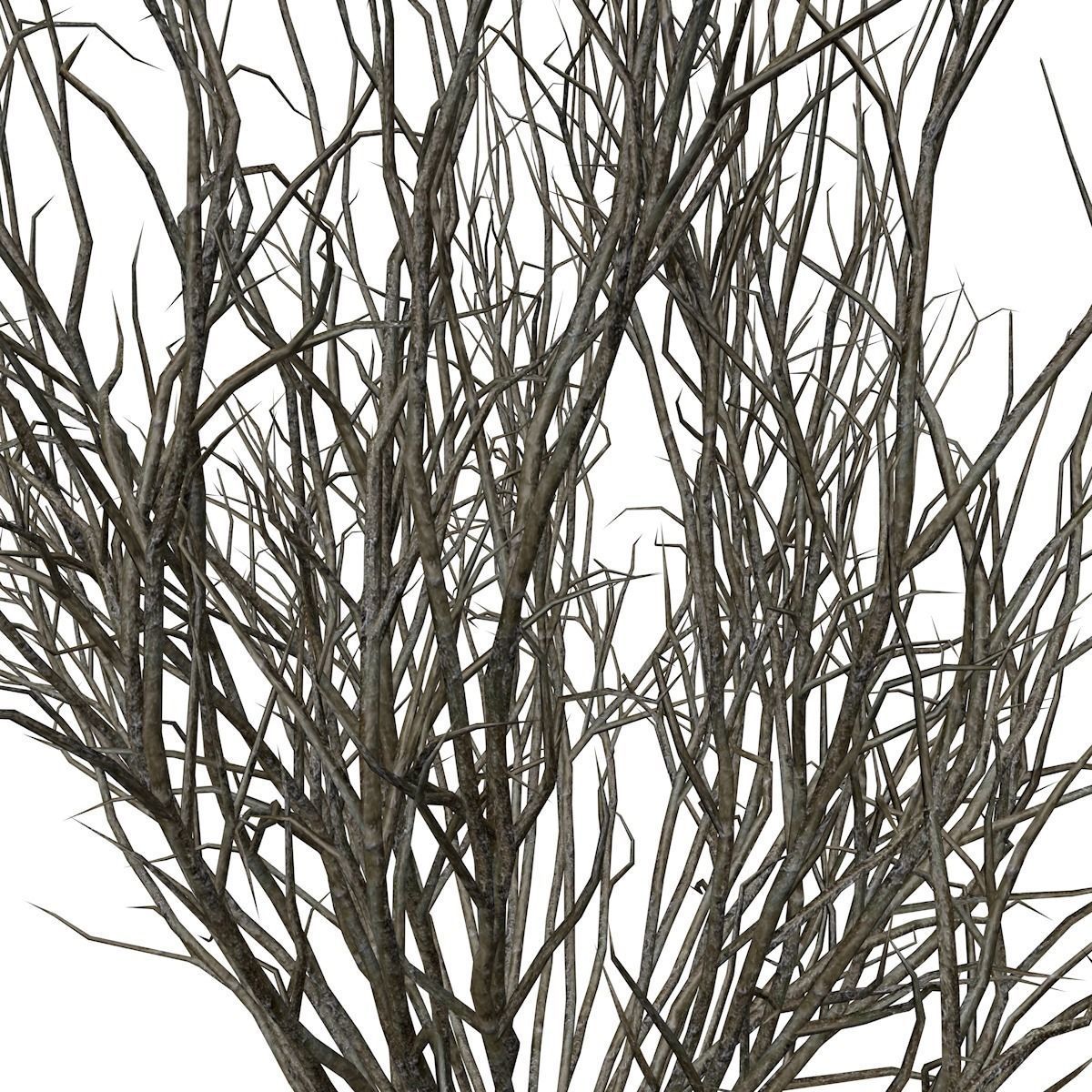 Broom Snakeweed  - 03 - 3D model_3