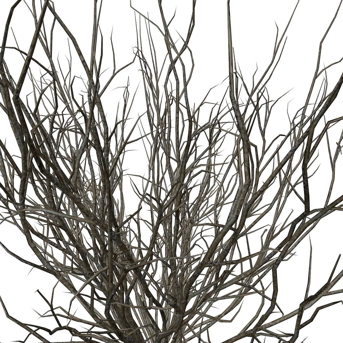 Broom Snakeweed  - 04 - 3D model_3
