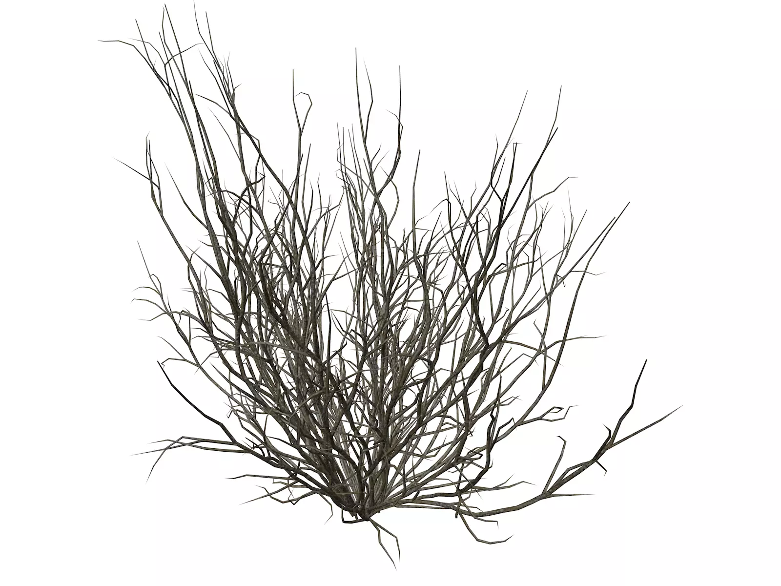 Broom Snakeweed  - 04 - 3D model_0