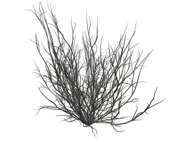 Broom Snakeweed  - 04 -