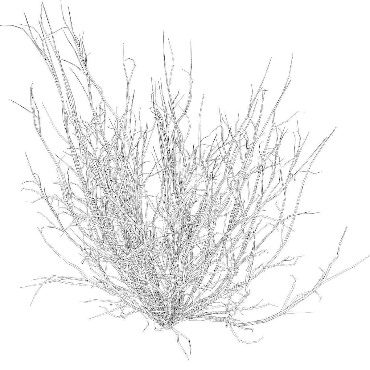 Broom Snakeweed  - 04 - 3D model_2