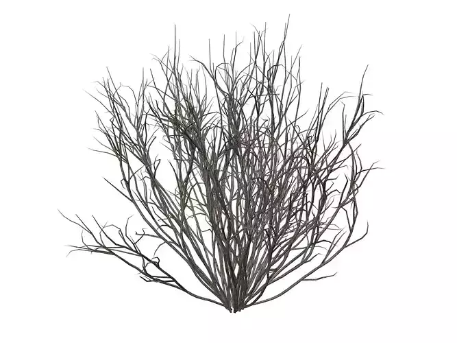 Broom Snakeweed  - 05 -