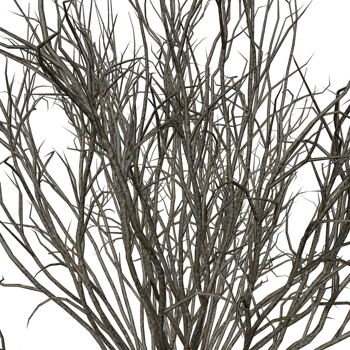 Broom Snakeweed  - 05 - 3D model_3
