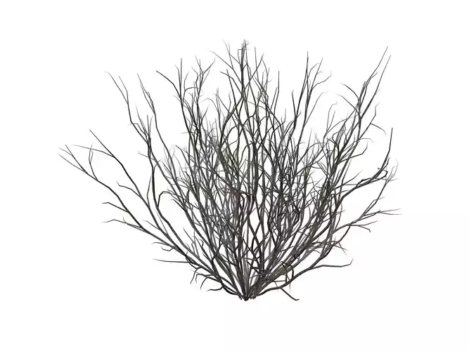 Broom Snakeweed  - 06 -